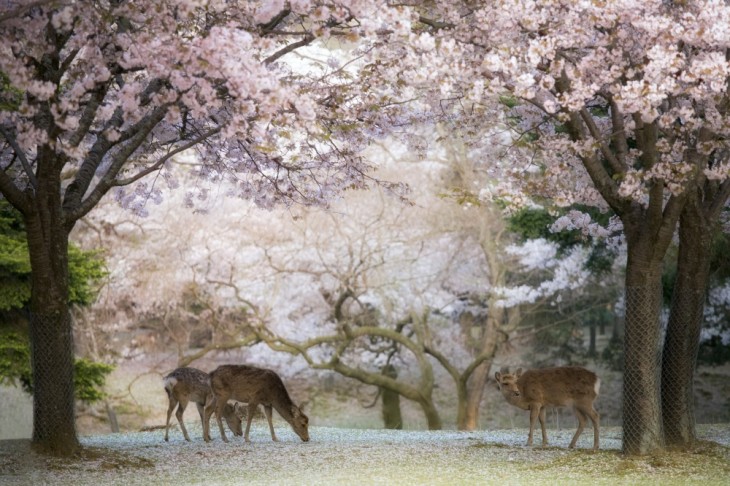 PAISAJE SAKURA CON ANIMALES