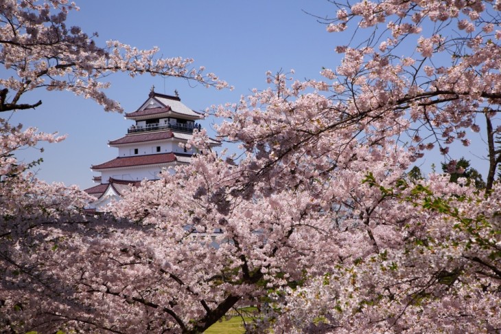 SAKURA ROSA PALO VISTO DE DIA