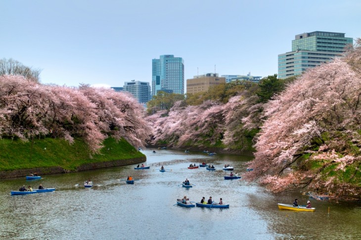 SAKURA DE PASEO EN LA EN BOTE