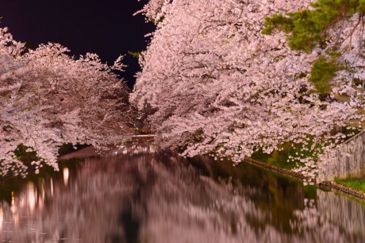 SAKURA POR EL BOSQUE DEL RIO