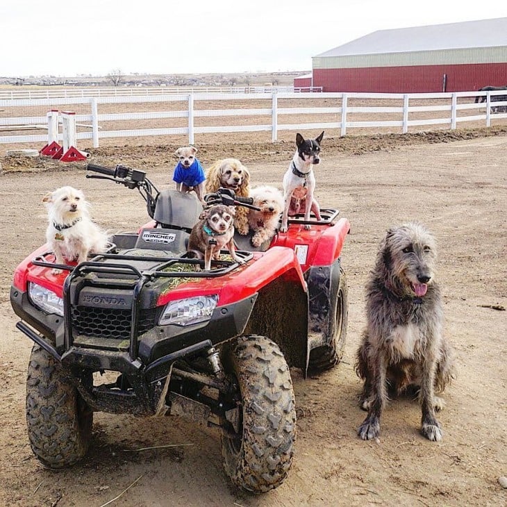 perros sobre una cuatrimoto en una granja granja 