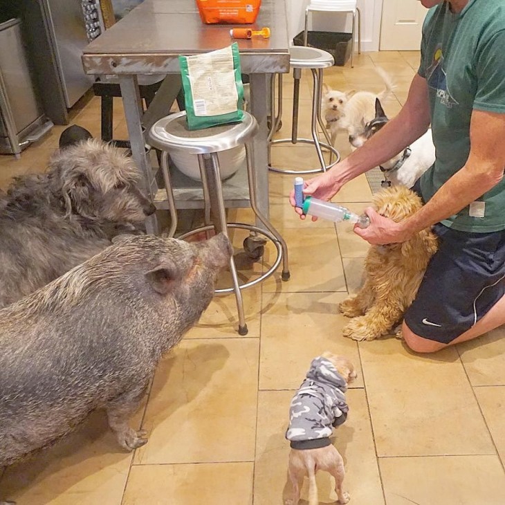 veterinario atendiendo a varios animales a su alrededor 