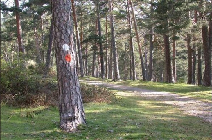 árboles de un bosque marcados 