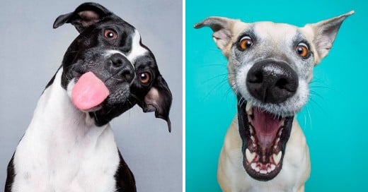 Fotografías de expresiones de perros