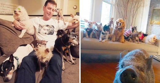 Este hombre dedica su vida a adoptar perros ancianos que no logran tener un hogar