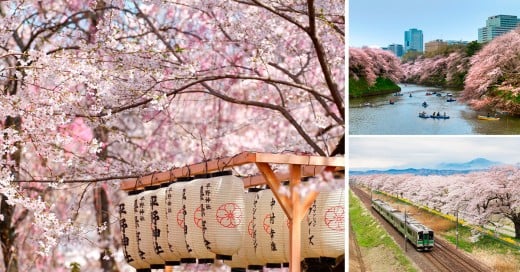 la primavera y Japón se viste de sakura con estos hermosos paisajes