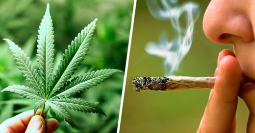 La cannabis como causante de enfermedades mentales