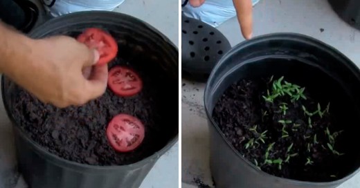 Como obtener tomates en 10 días