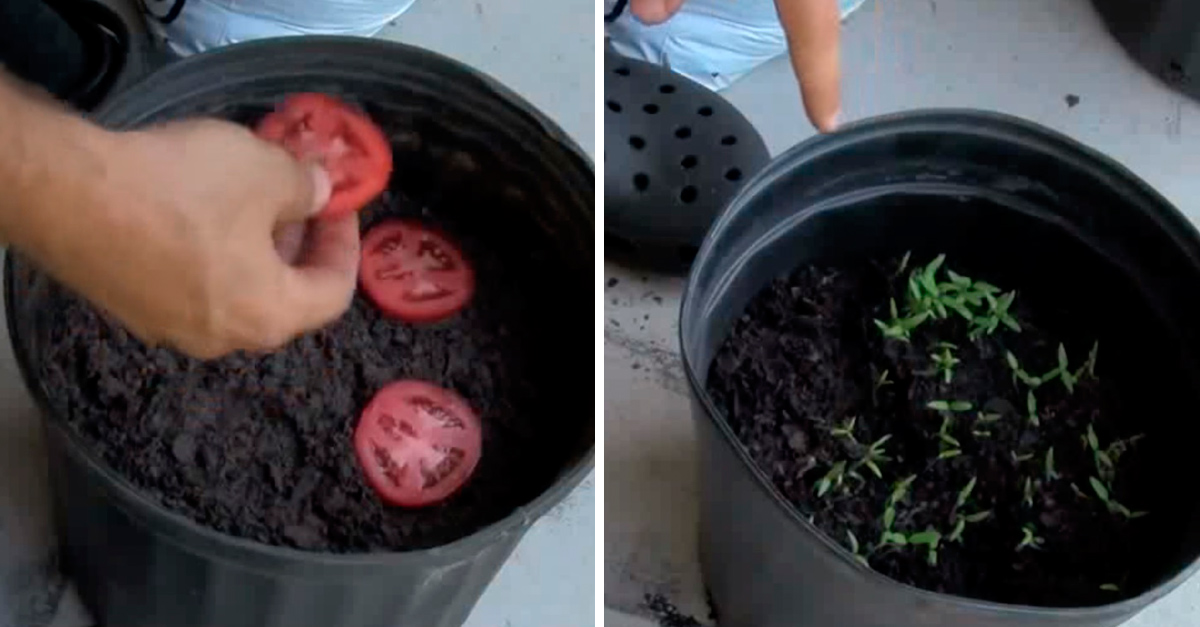 Aprende cómo obtener plantas de tomates en 10 días, fácil