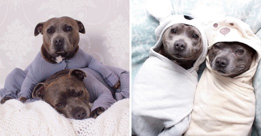 Darren y Phillip adorables Staffordshire Bull Terriers que viven en Brisbania, Australia, y han logrado conquistar a Internet