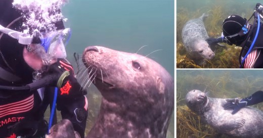 Foca Gris pide a buso que le rasque la panza en medio del Atlanticon