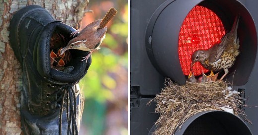 Lugares menos usuales donde los pájaros pusieron sus nidos