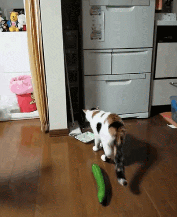 Gato reacciona ante un objeto inesperado