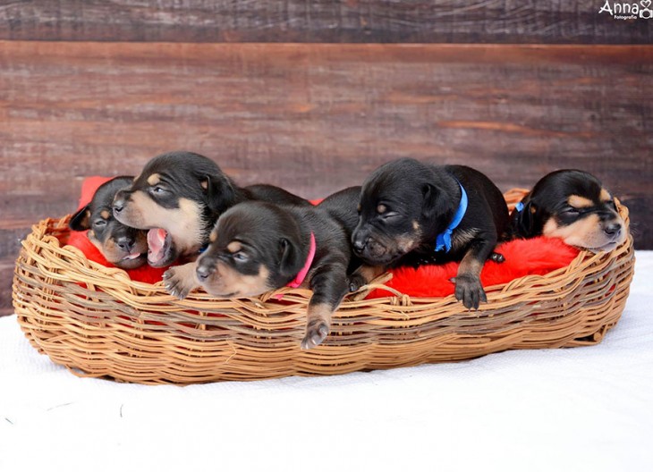 cachorros lilica tomando la siesta