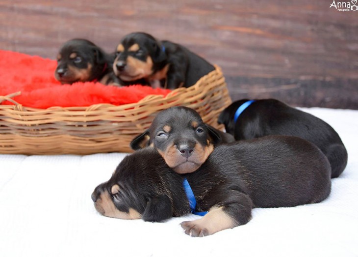 cachorros de lílica viendo a la cámara