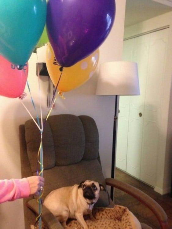 perro pug asustado por globos de helio