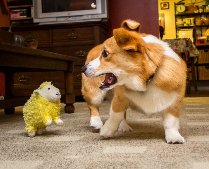 perro asustado por un borrego de peluche