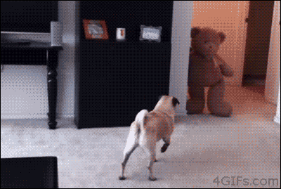 Perro Pug huye de oso de peluche