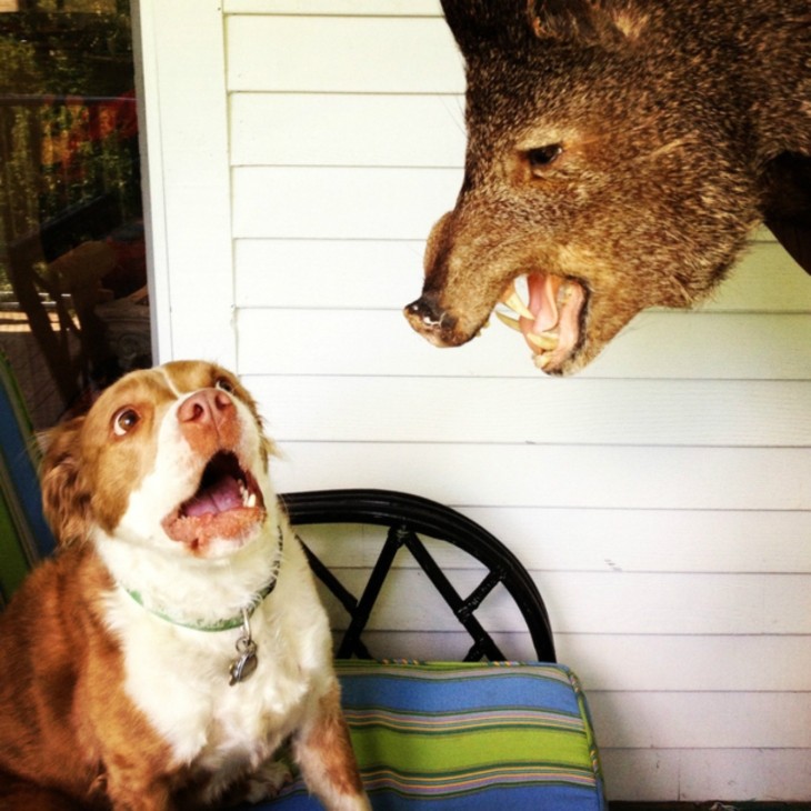 Perro espantado por rostro de jabalí disecado