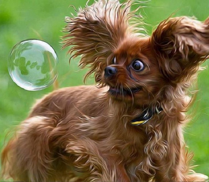 Perro ve burbuja de jabón con cara de miedo