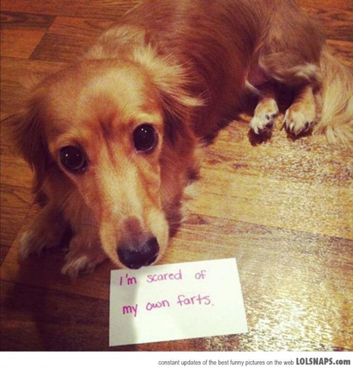 Perro con una nota que dice que le asustan sus propias flatulencias