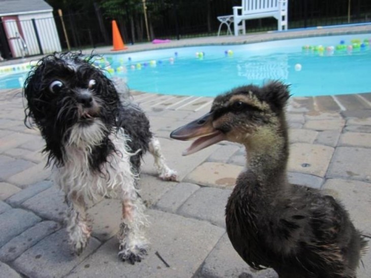 Perro se asusta al ver a un pato