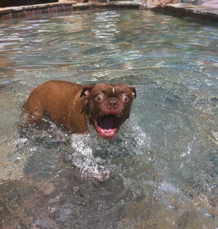 Perro con cara de susto mientras está en una alberca