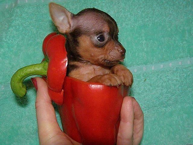 perrito chihuahua dentro de un pimiento rojo