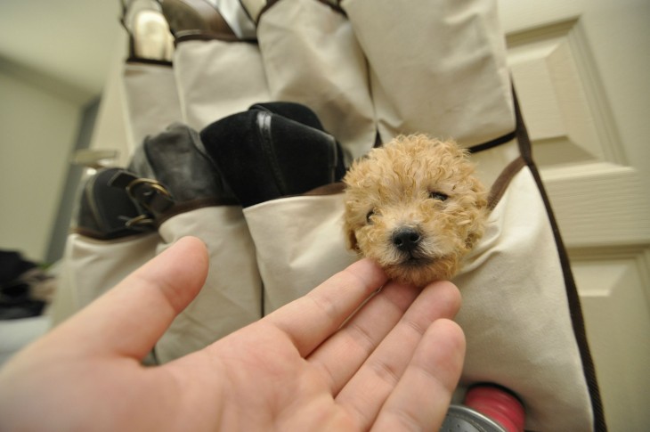 perrito pequeño dentro de un zapatero