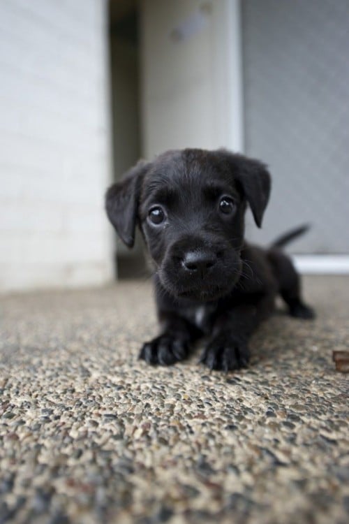 perro negro chiquito