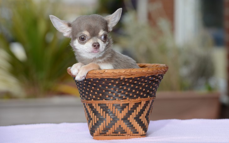 perrito chihuahua dentro de canasta