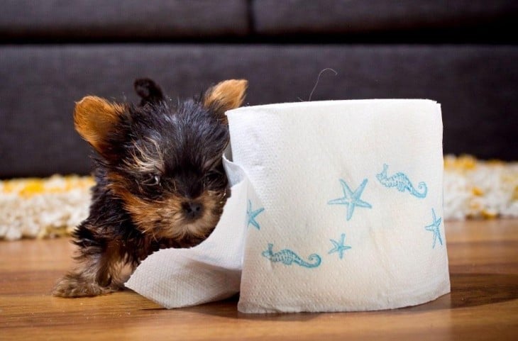 perrito del tamaño de un rollo de papel higiénico