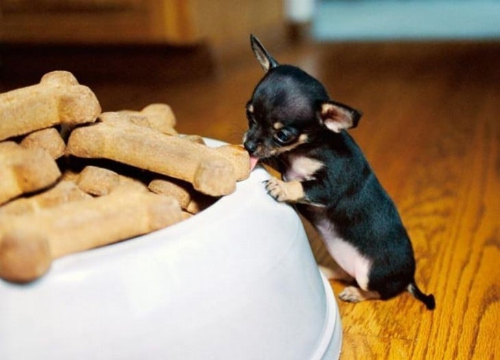 perro chihuahua chiquito lamiendo croquetas de su tamaño