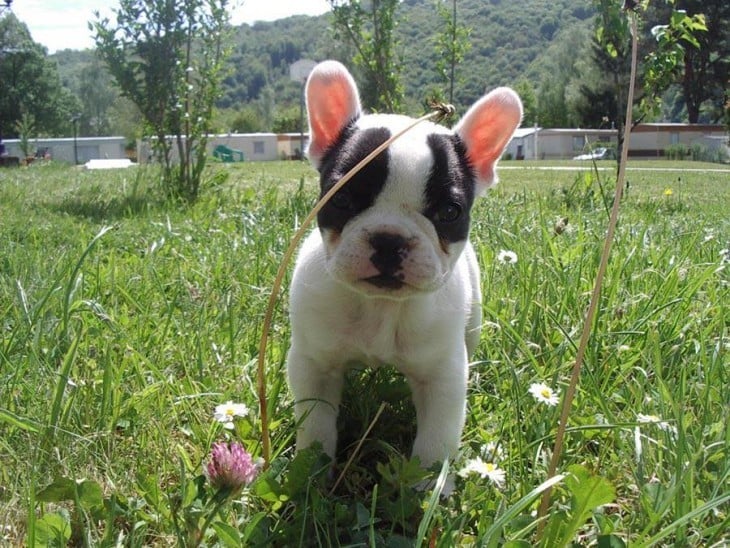 perro blanco y negro en jardín