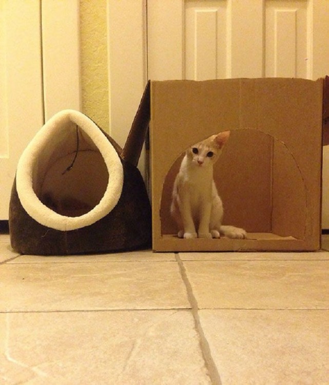 gato tranquilamente en una caja sin querer entrar a su cama