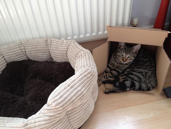 gato prefiere dormir en caja que en su cama