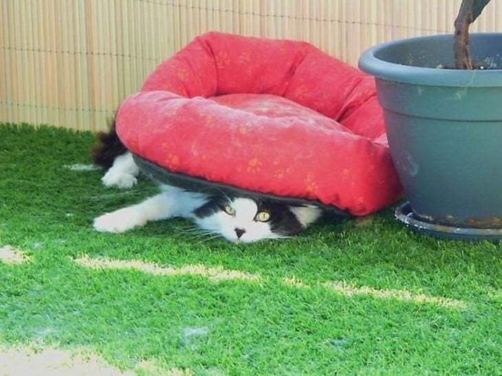 gato recostado debajo de su cama