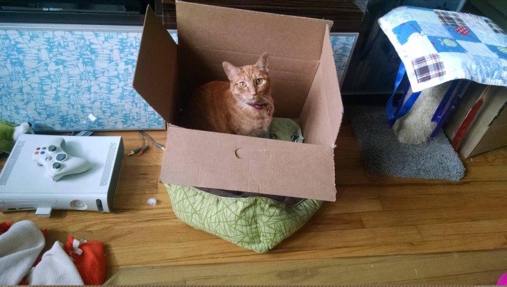 Gato dentro de caja sobre su cama