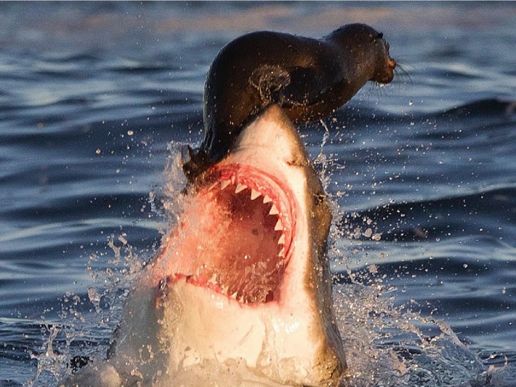 Foca se salva de ataque de tiburón.