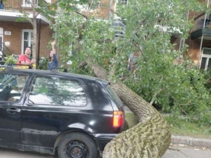 Árbol se cae pero no golpea al coche