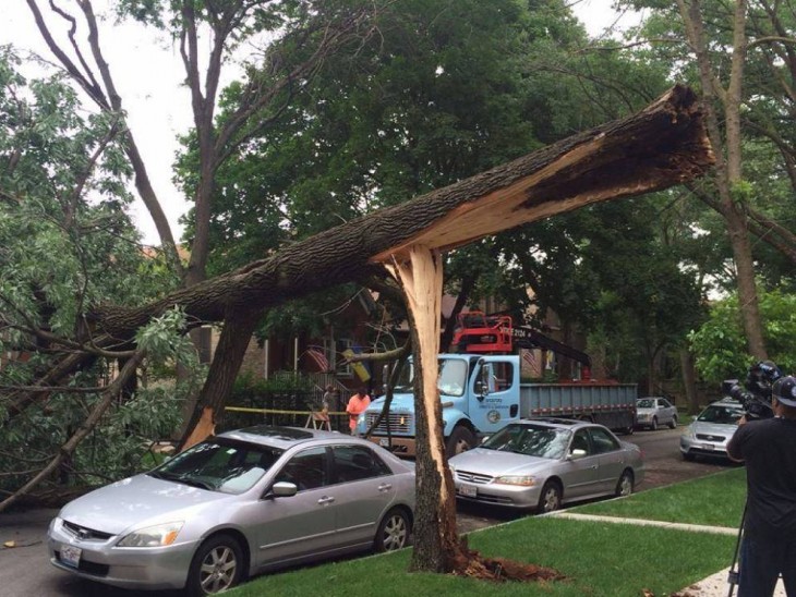 Árbol se derrumba pero no toca al carro que está debajo