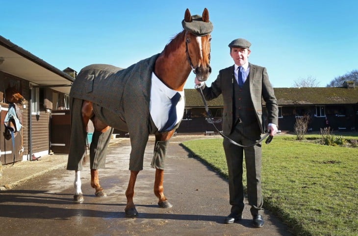 caballo con traje tweed en caballerizas