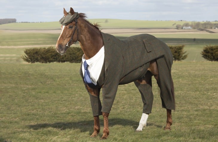 caballo con traje tweed, camisa, gorro y corbata azul