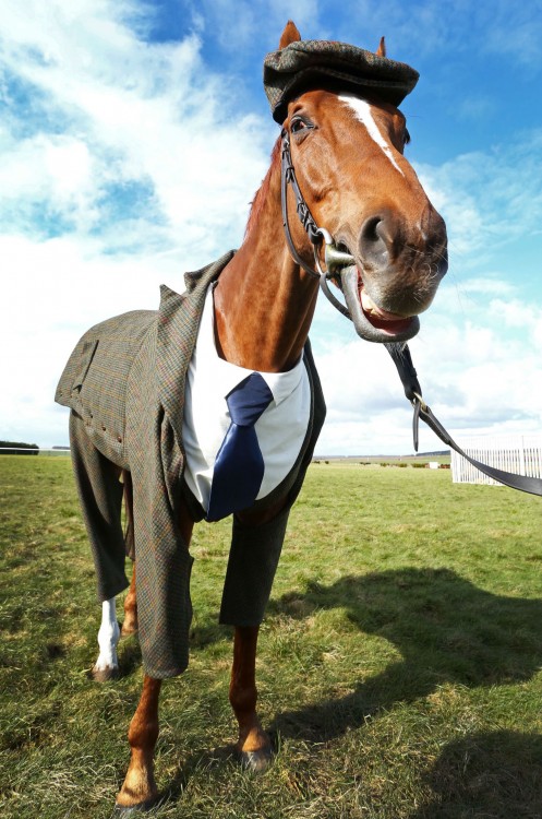 Caballo con traje tweed sonriendo para la foto