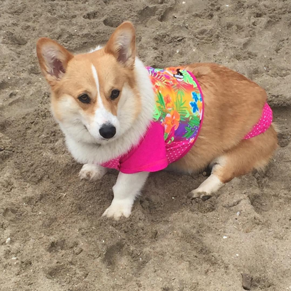 corgi sentada en la playa con su bikini