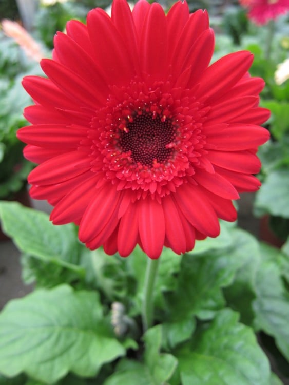 flor gerbera