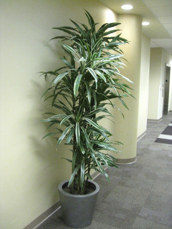 dracaena