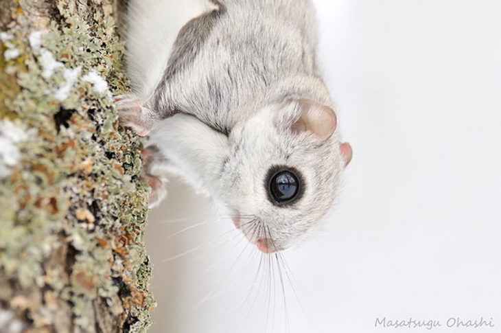 ARDILLAS CON GRANDES OJOS