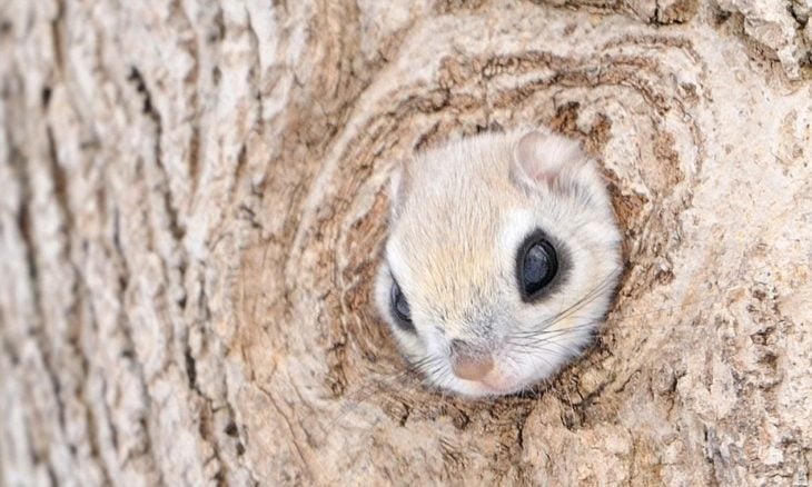 SUS OJOS ESTÁN DISEÑADOS ESPECIALMENTE PARA LA OBSURIDAD