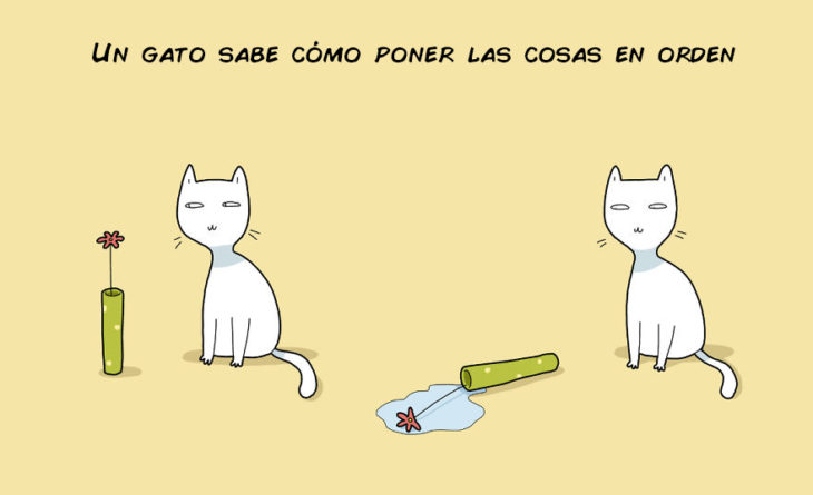 UN GATO SABE COMO PONER LAS COSAS EN ORDEN